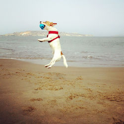 Jack russell terrier jumping with ball at beach