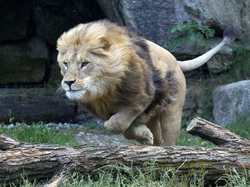 Close-up of leaping lion