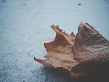 Close-up of dry autumn leaf