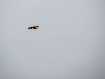 Low angle view of bird flying against clear sky