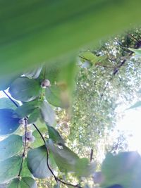 Low angle view of flowering plant