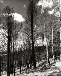 Trees in forest during winter