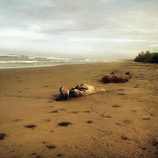 beach, sand, sea, shore, sky, horizon over water, tranquility, tranquil scene, water, nature, scenics, cloud - sky, beauty in nature, day, coastline, cloud, outdoors, cloudy, driftwood, no people