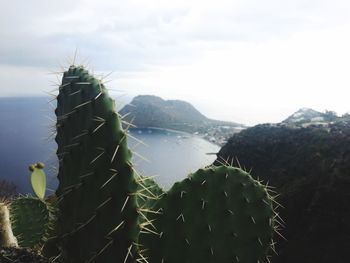 Close-up of succulent plants against sky