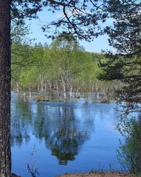 Scenic view of lake in forest against sky