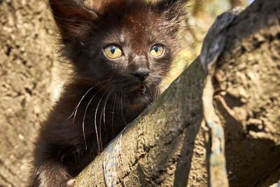 Close-up portrait of a cat