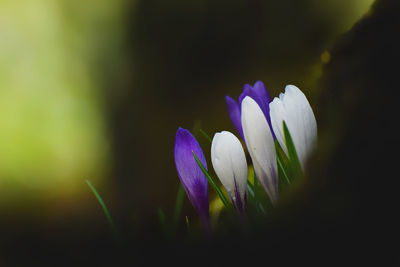 Close-up of purple crocus flower