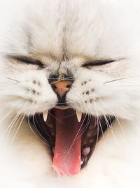 Close-up of cat yawning