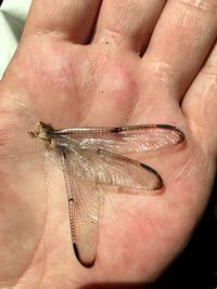 Close-up of insect on finger