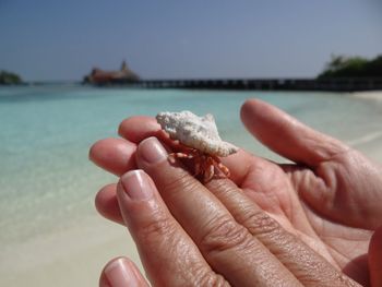 Close-up of hermit crab on hand at beach