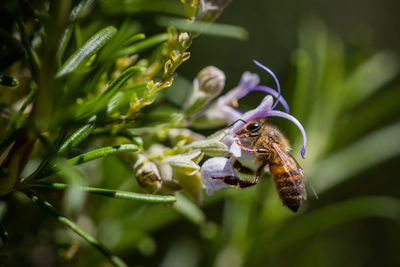 Close-up of insect on purple flower