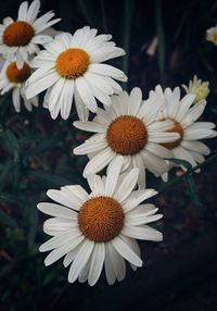 Close-up of white daisies blooming outdoors