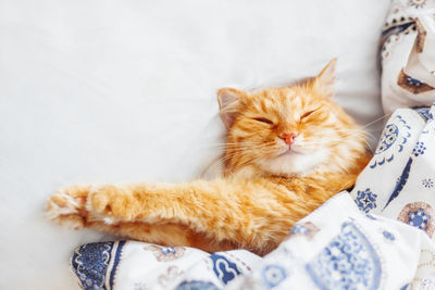 Close-up of cat lying on bed