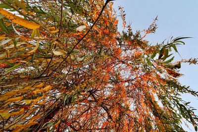 Low angle view of autumnal tree against sky