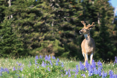 View of an animal on field