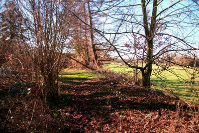 Bare trees in forest