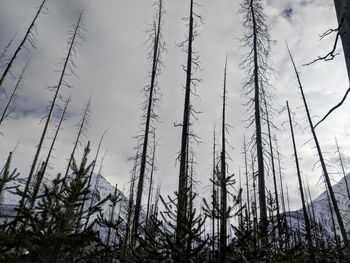 Low angle view of trees on field against sky