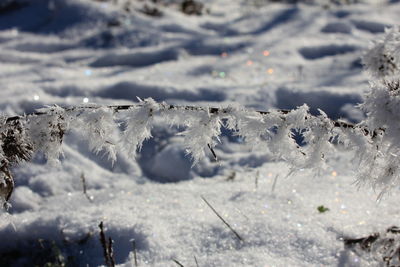 Close-up of frozen plants on land