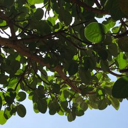 Low angle view of tree