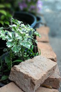 Close-up of fresh green plant