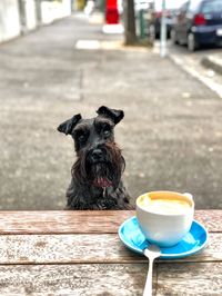 Close-up of a dog