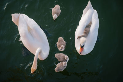 High angle view of swans swimming in lake