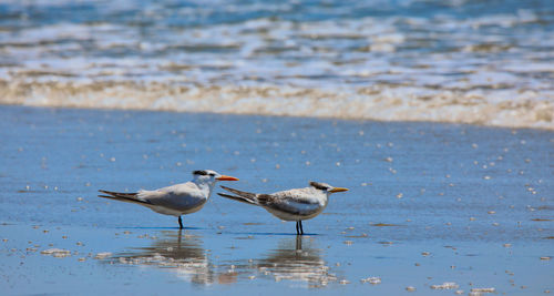 Seagull perching on beach