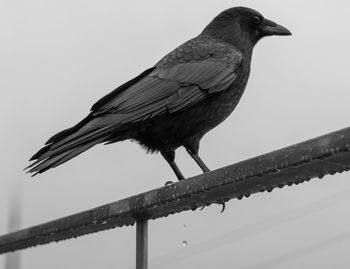 Low angle view of bird perching on railing against clear sky