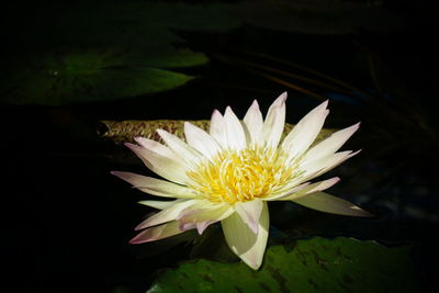 Close-up of lotus water lily in pond