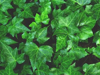 Full frame shot of green ivy leaves