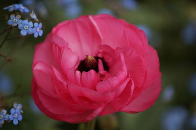 Close-up of pink flower