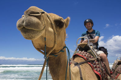 Portrait of man on camel against clear blue sky