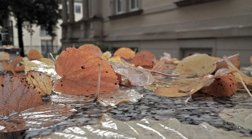 Close-up of dry autumn leaves
