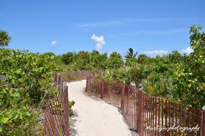 Footpath amidst plants and trees against sky