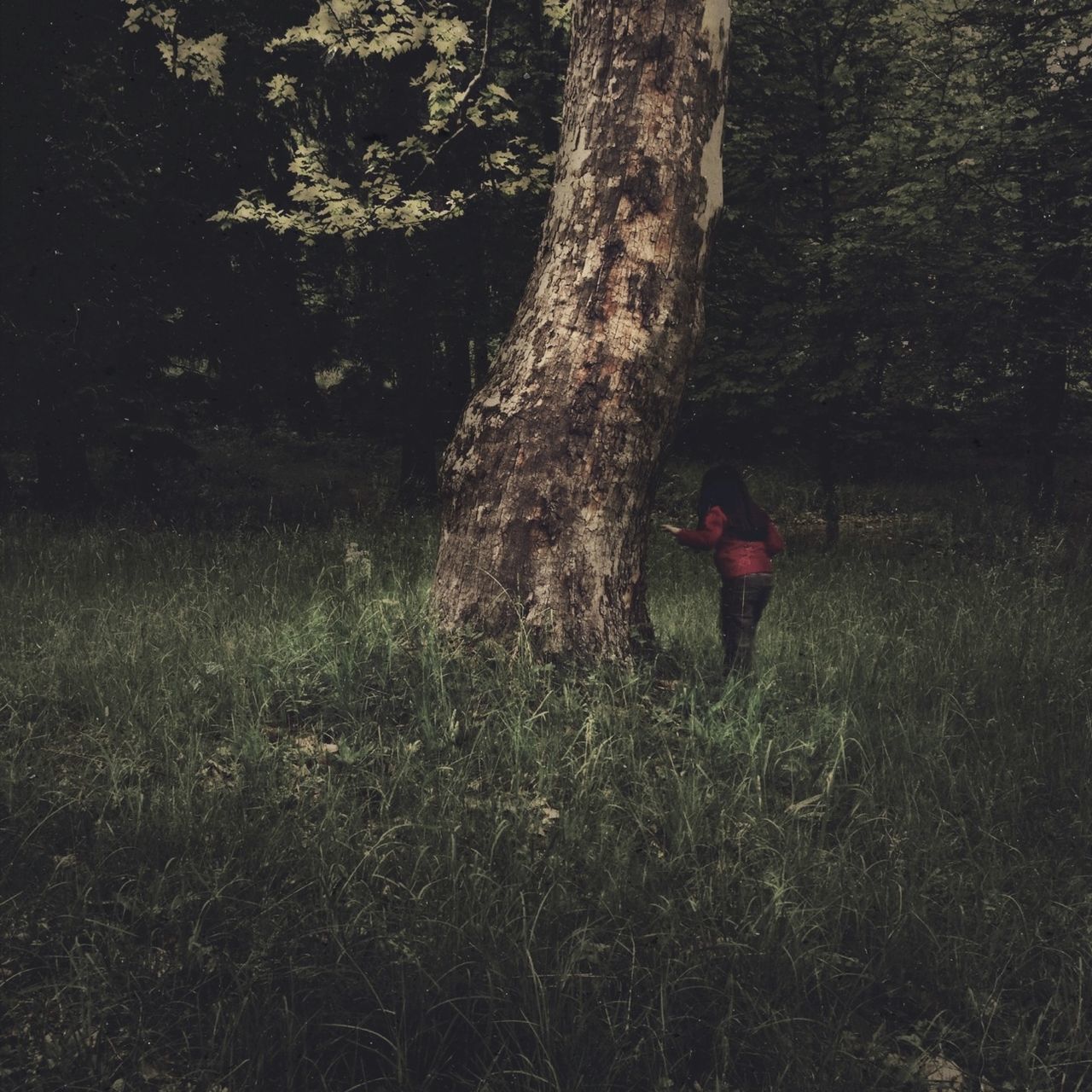 full length, lifestyles, leisure activity, tree, rear view, walking, standing, tree trunk, grass, casual clothing, nature, men, growth, field, forest, person, childhood, day