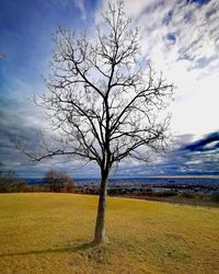 Bare tree on field against sky