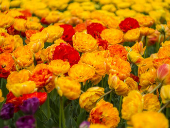 Full frame shot of yellow flowers
