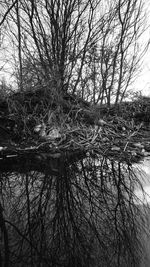 Bare trees against sky