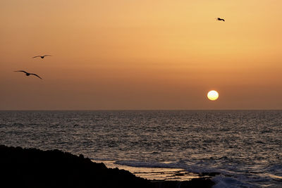 Seagulls flying over sea against sky during sunset