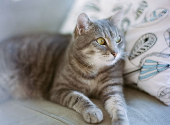 Close-up of a cat looking away