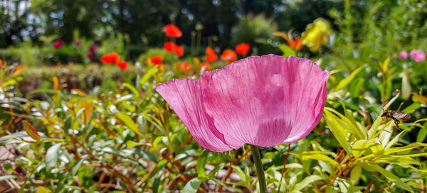 Close-up of pink flower on field