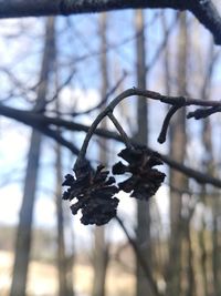 Close-up of dried plant against sky