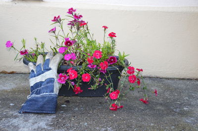 Close-up of pink flowers blooming on wall