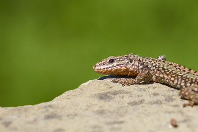 Close-up of lizard on leaf