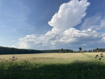 Scenic view of agricultural field against sky