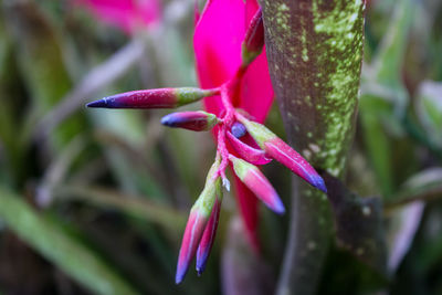 I like taking pictures of flowers because it makes me feel good and happy.