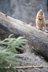 Monkey sitting on wood