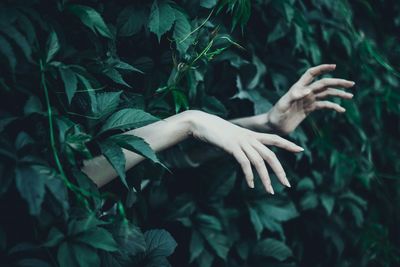 Cropped hands of woman amidst plants