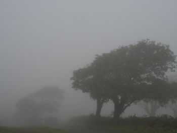 Trees on landscape against sky