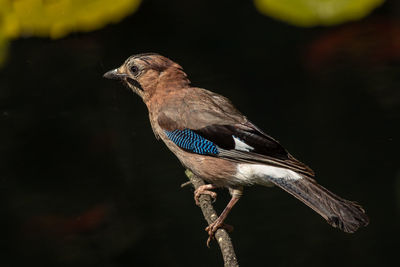 Close-up of bird perching on twig